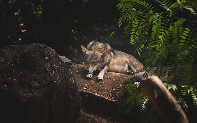 lone wolf it